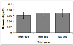 &quot;This graph shows the mean biomass of pipis at each tidal zone. High tide: 0.06, mid tide: 0.07, low tide: 0.07&quot;