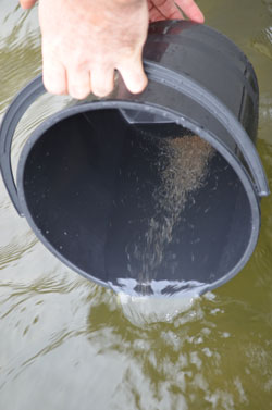 Eastern King Prawns were stocked into Lake Tyers