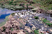 Barwon River at Buckley Falls