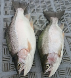 Well-conditioned rainbow trout have also been caught by anglers at Lake Bullen Merri in 2016 thanks to optimal stocking plans.