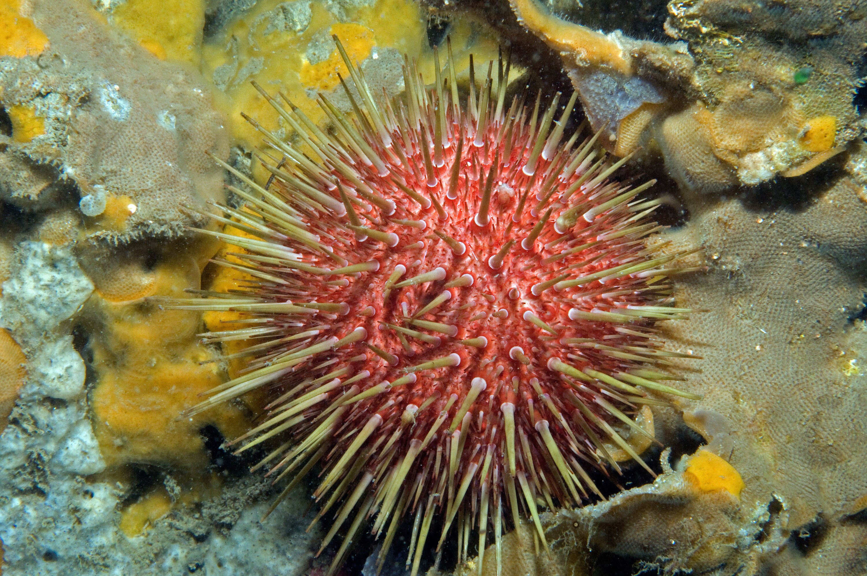 White sea urchin underwater