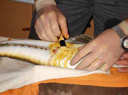 Figure 5. Implanting an acoustic receiver in the peritoneal cavity of a dusky flathead. Picture J. Hindell.