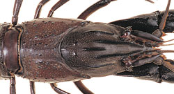Close up of marron head. Image courtesy of Department of Fisheries WA.