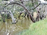 Avoca River