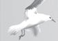 Illustration of Silver Gulls