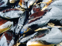 Mussels