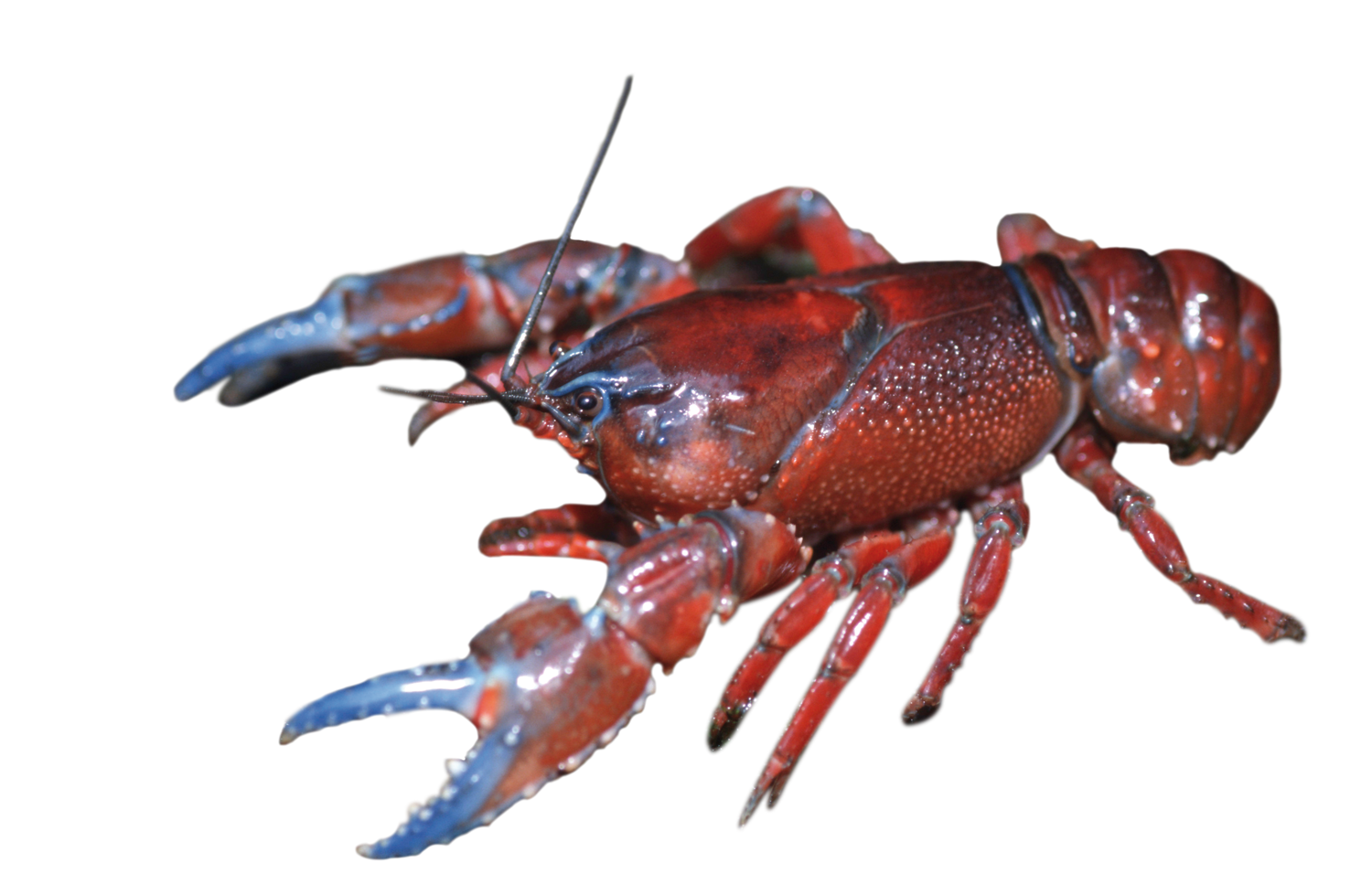 Spiny freshwater crayfish (all species other than Glenelg spiny freshwater  crayfish and Murray spiny freshwater crayfish) - VFA