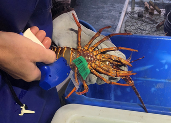 Rock Lobster (all species) - VFA