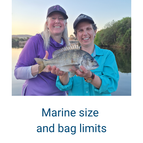 Marine size and bag limits link