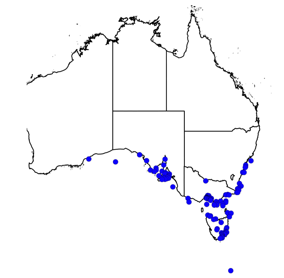 Giant Spider Crab Distribution And Biology Vfa