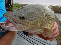 Murray Cod