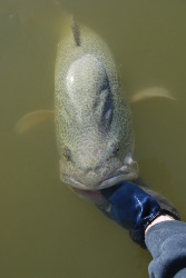 Codference
