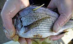 "Figure 8. Acoustic transmitter (V8C, VEMCO) implanted into fish (ventral scar). Note the external tag so tagged fish can be identified for release."