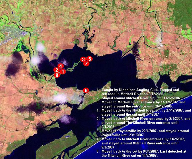 Figure 10. Map of movement patterns of fish 4831. Tagged and released in Mitchell River.