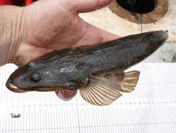 Figure 2. A juvenile dusky flathead. Picture J. Hindell.