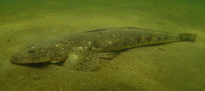 Figure 6. A dusky flathead released after tagging. Picture J. Hindell.