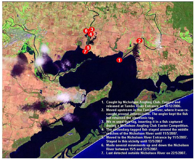Figure 7. Map of movements of fish 4852. Tagged and released at entrance to Tambo River.