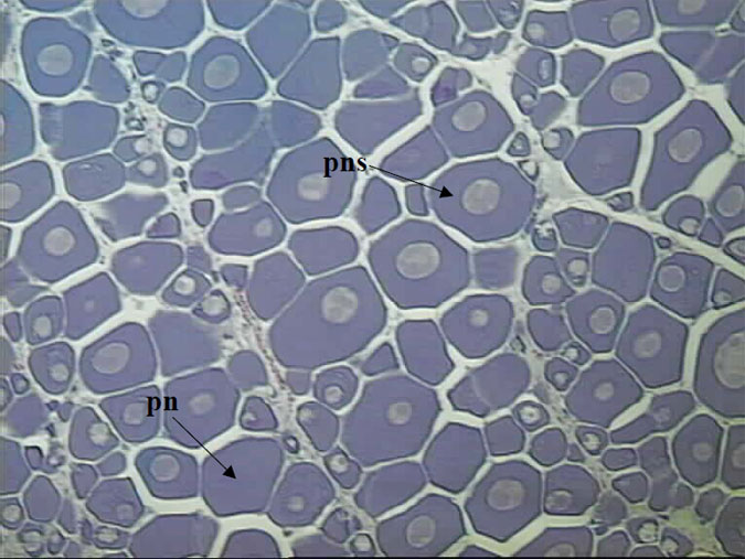 Histological section of a female King George whiting ovary collected in April and classified as macroscopic stage 2 (magnification x 100).