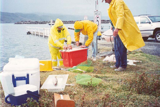 A photo showing recreational anglers involved in sample collection at Apollo Bay &amp;ndash; May 2003