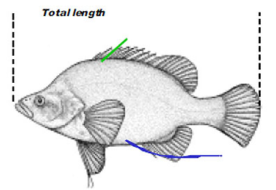 App2-2-Golden-Perch