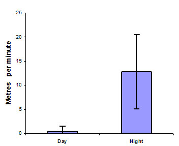Figure 3 Comparison of the mean distance travelled per minute by estuary perch between night and day. Error bars are standard deviation (n= 11 observations from 2 fish over 11 tracking sessions)