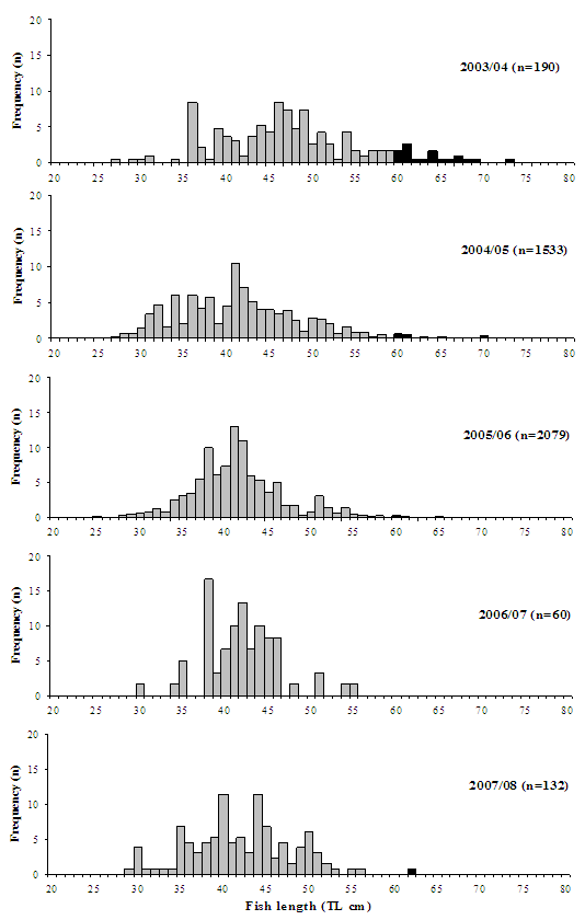 Figure 7 - Bar chart showing most frequent fish length which is 40 and 45 cm in the most recent year.