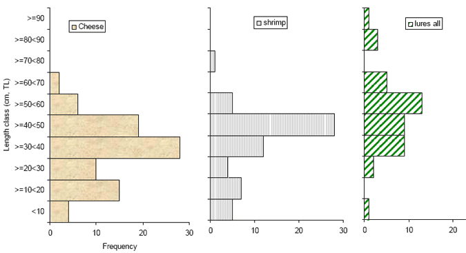 Figure 10. Length distributions of Murray cod (n=189) caught on the two most popular baits, and of all those caught on lures. 2% of Murray cod caught on cheese and shrimps, and 21 % caught on lures were larger than the present legal minimum length (60 cm TL)