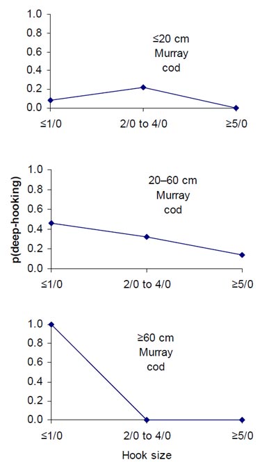 Figure 11. The probability of Murray cod being deep-hooked, for fish caught using single hook (n=269 fish of known length), with respect to three fish length-classes and three hook size-classes
