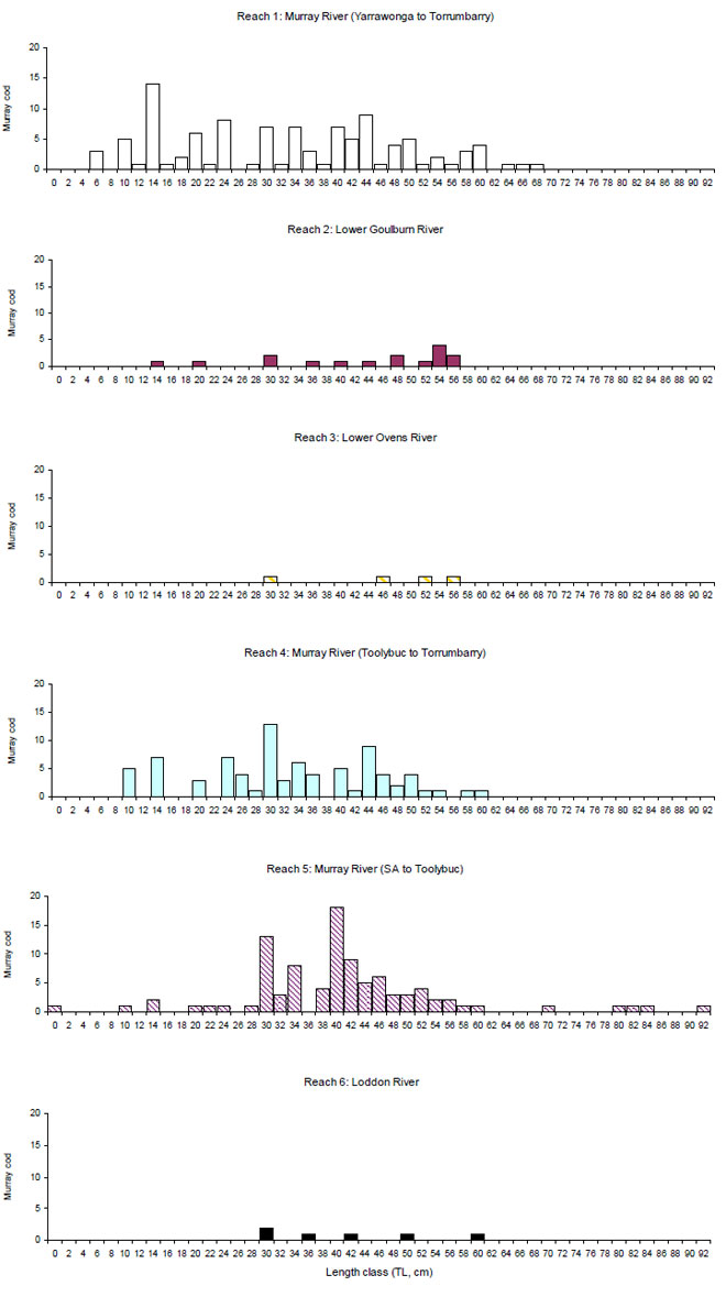 Figure 13. Frequency count of lengths of Murray cod measured by anglers 2006&amp;ndash;08 in six study