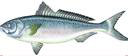 Australian Salmon