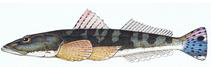 dusky-flathead