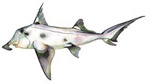elephant-fish