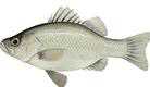 estuary-perch
