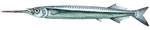 garfish