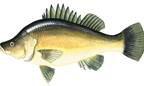 golden-perch