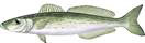 king-george-whiting