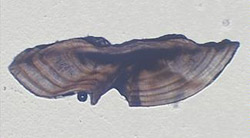 measuring-fish-ears