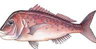 snapper
