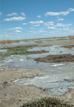 Photograph of the Murray Darling River