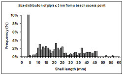 This graph shows the size frequency of shell lengths sampled at transects 3km or less from a beach access point. The frequency ranges from 0% to 10% and the shell length ranges from 0 to 60mm