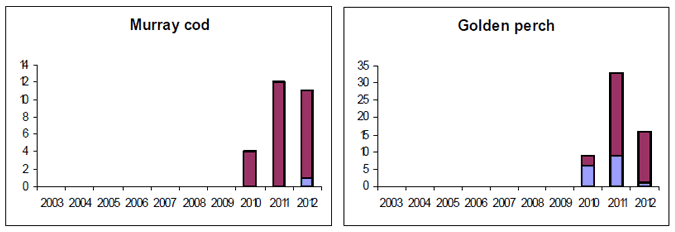 This figure shows Murray cod and golden perch captures from Nagambie Angling Club competition records for Goulburn Weir/Lake Nagambie 2003-2012. Data includes weighed fish (blue) and undersized fish (maroon) captured during the competitions.