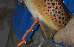 Close up photo of fish eggs being milked