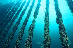 Buoy holding several mussel growing ropes