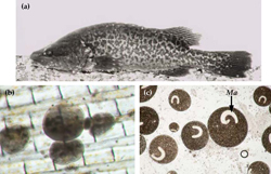 Ichthyophthirius
