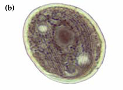 Chilodonella b