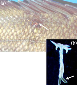 Lernaea