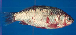 Goldfish Ulcers a