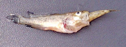 fingerling
