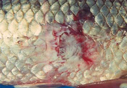 Goldfish Ulcers b