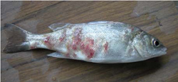 Silver perch